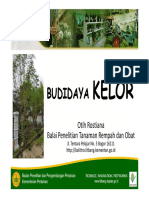 Budidaya Kelor