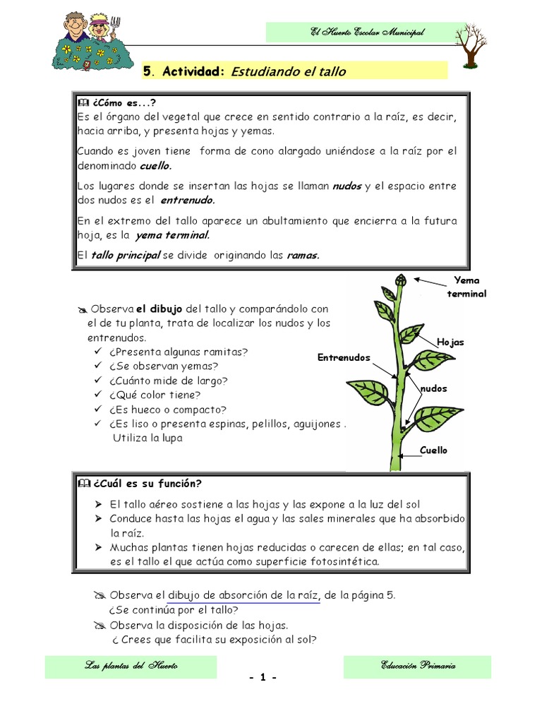 Estudio del Tallo en Plantas Escolares | PDF | Tallo de la planta | Hoja
