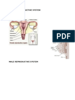 Reproductive System Images
