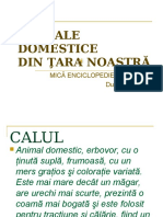 Animale Domestice Din Tara Noastra