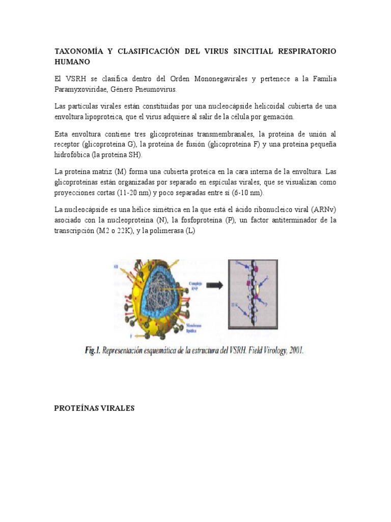 Taxonomía y Clasificación Del Virus Sincitial Respiratorio Humano | PDF ...