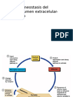 Homeostasis LEC-Na+