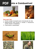 Alimento e Combustível Slides 