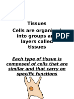 Tissues Cells Are Organized Into Groups and Layers Called Tissues