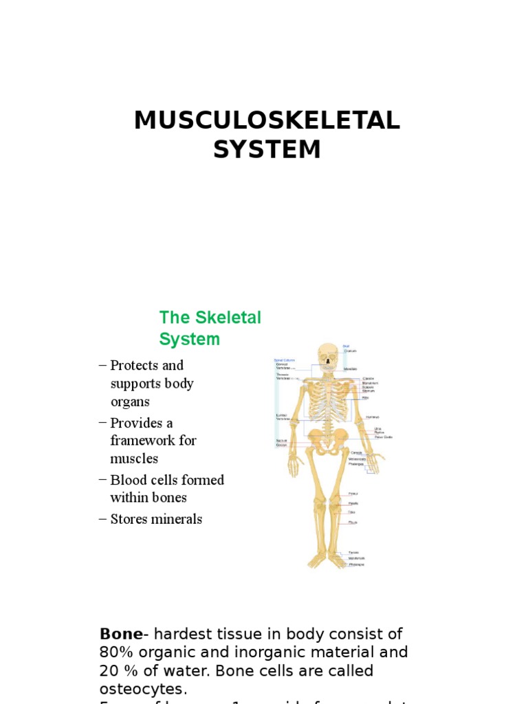 Musculoskeletal System | PDF | Human Musculoskeletal System | Muscle