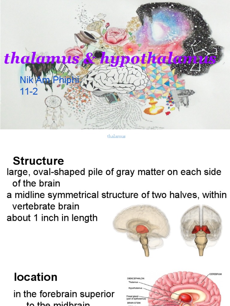thalamus and hypothalamus | Thalamus | Brain