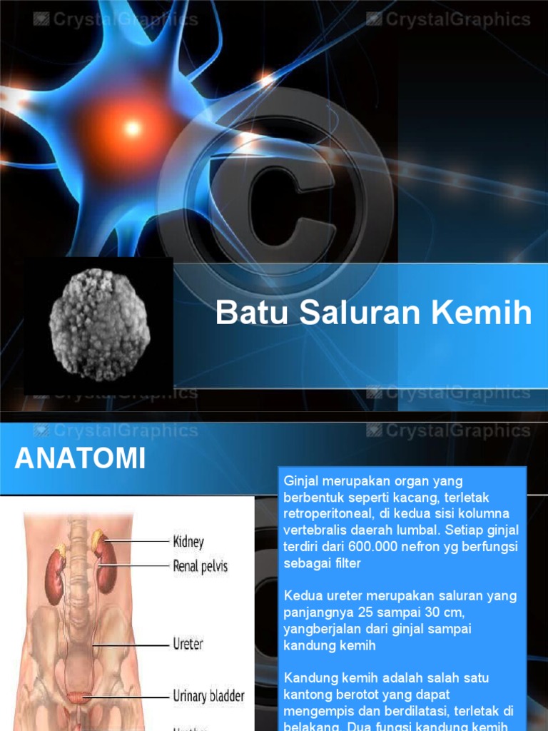 Download 910 Gambar Ginjal Sampai Kandung Kemih Terbaru HD