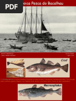 A Heroica Pesca Do Bacalhau