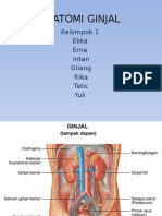 Anatomi Ginjal Kelomppok 1