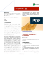 Ancylostoma SPP PDF