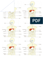 Gambar Sistem Pencernaan