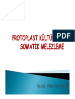 6.hafta Protoplast Kulturu Ve Somatik MELEZLEME