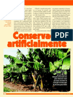 Conserva de Bananas Cultivo