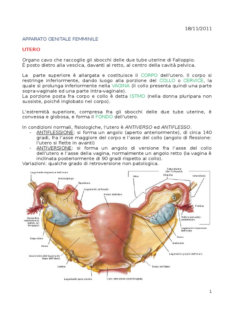 6. Apparato Genitale Femminile