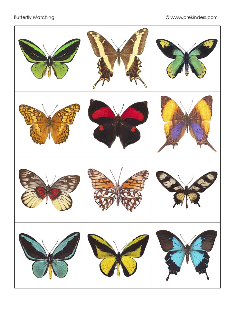 ButterflyMatching PDF | PDF