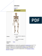 Esqueleto humano.doc
