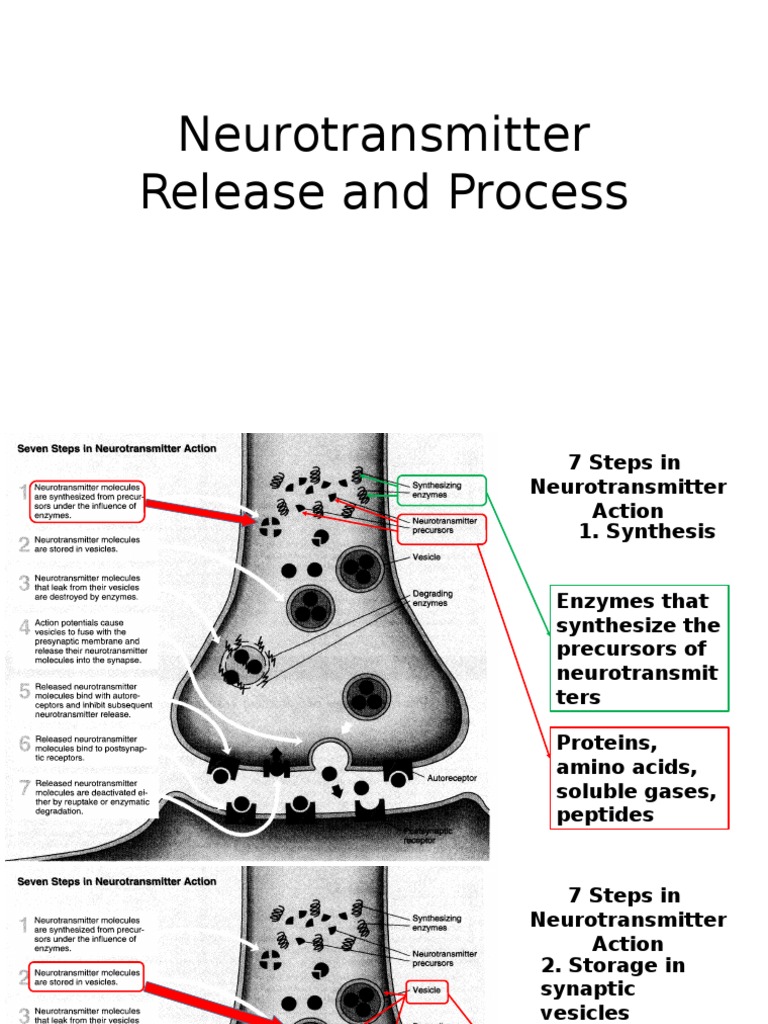Neurotransmitter Release and Process Neurotransmitter Chemical Synapse