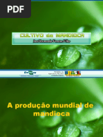 Cultivo Da Mandioca - Completo