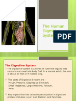 Human Digestive System