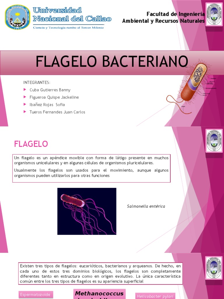 Estructura y función del flagelo bacteriano | PDF | Las bacterias ...