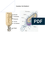 Struktur Sel Bakteri Dan Fungsinya