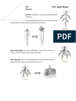 Terminos de Botanica