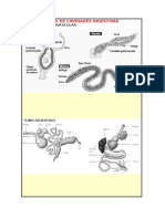 TIPOS DE CAVIDADES DIGESTIVAS.docx