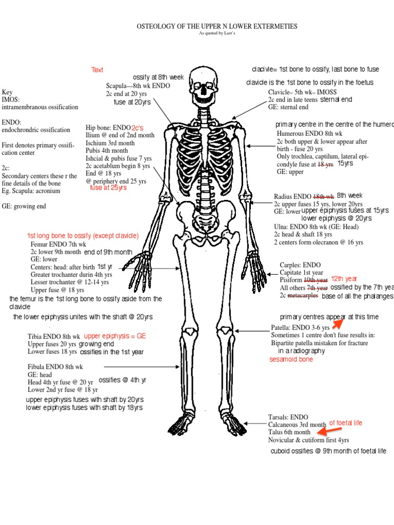 Ossification of Upper & Lower Limb (MUST KNOW) | PDF