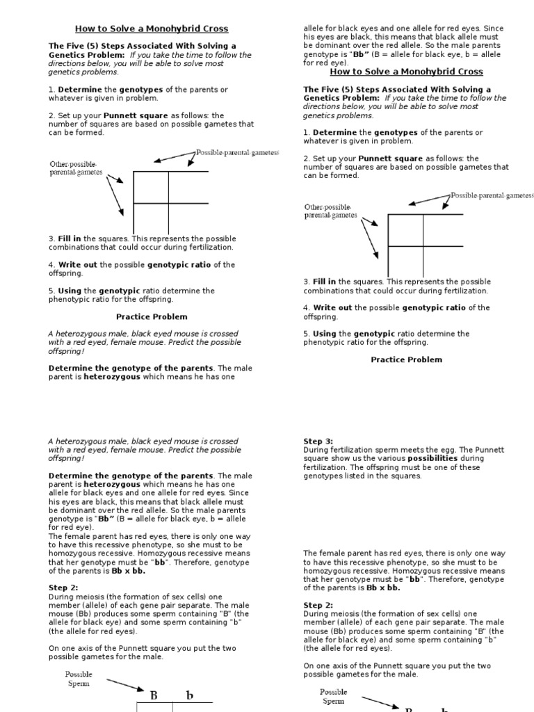 Solving Monohybrid Crosses Guide | PDF | Dominance (Genetics) | Zygosity