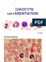 Leukocyte Differentiation Guide