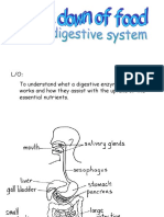 Enzymes and Digestion