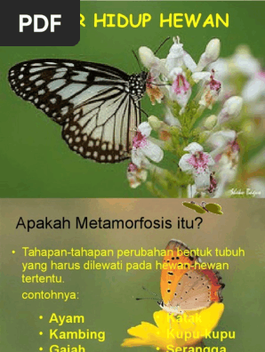 Daur Hidup Hewan Metamorfosis