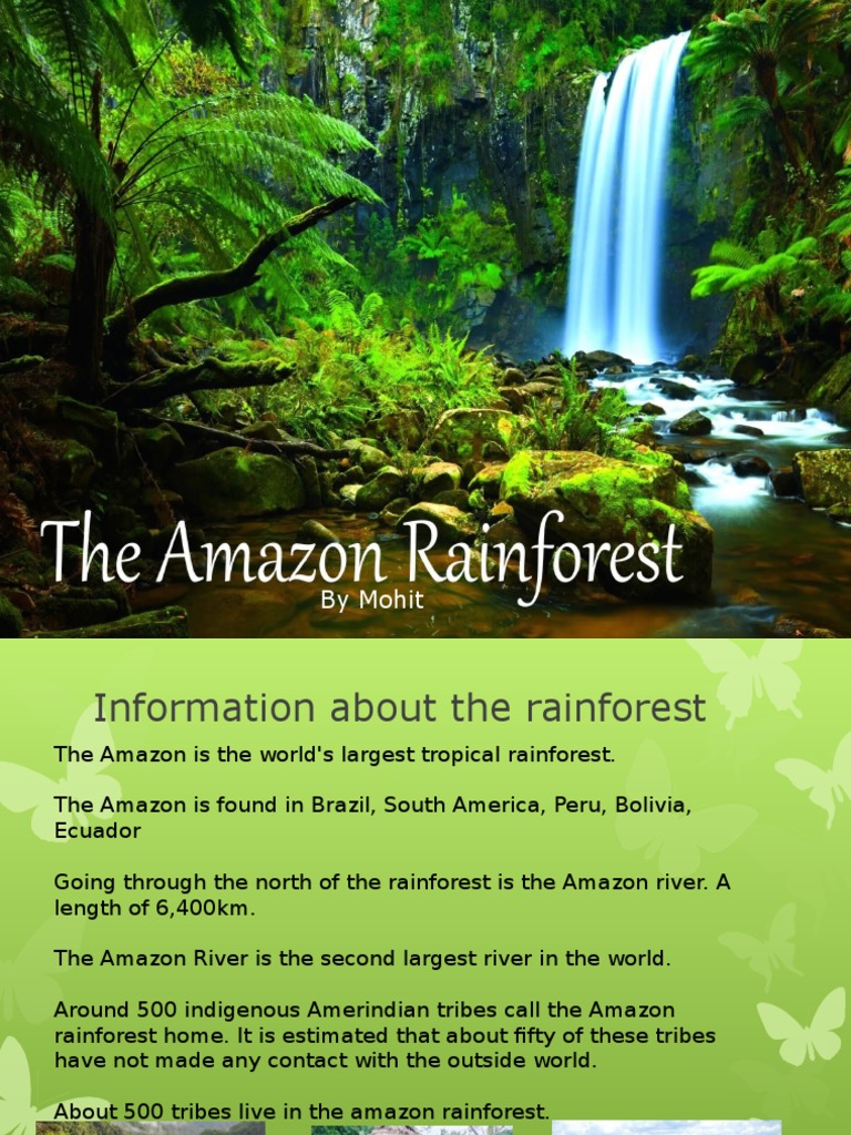 Amazon Rainforest Facts & Deforestation | PDF | Amazon Rainforest ...