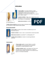 Anatomia de La Cavidad Pulpar