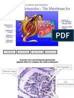 F Kuliah-Nephritic Syndrome-FK UiSU