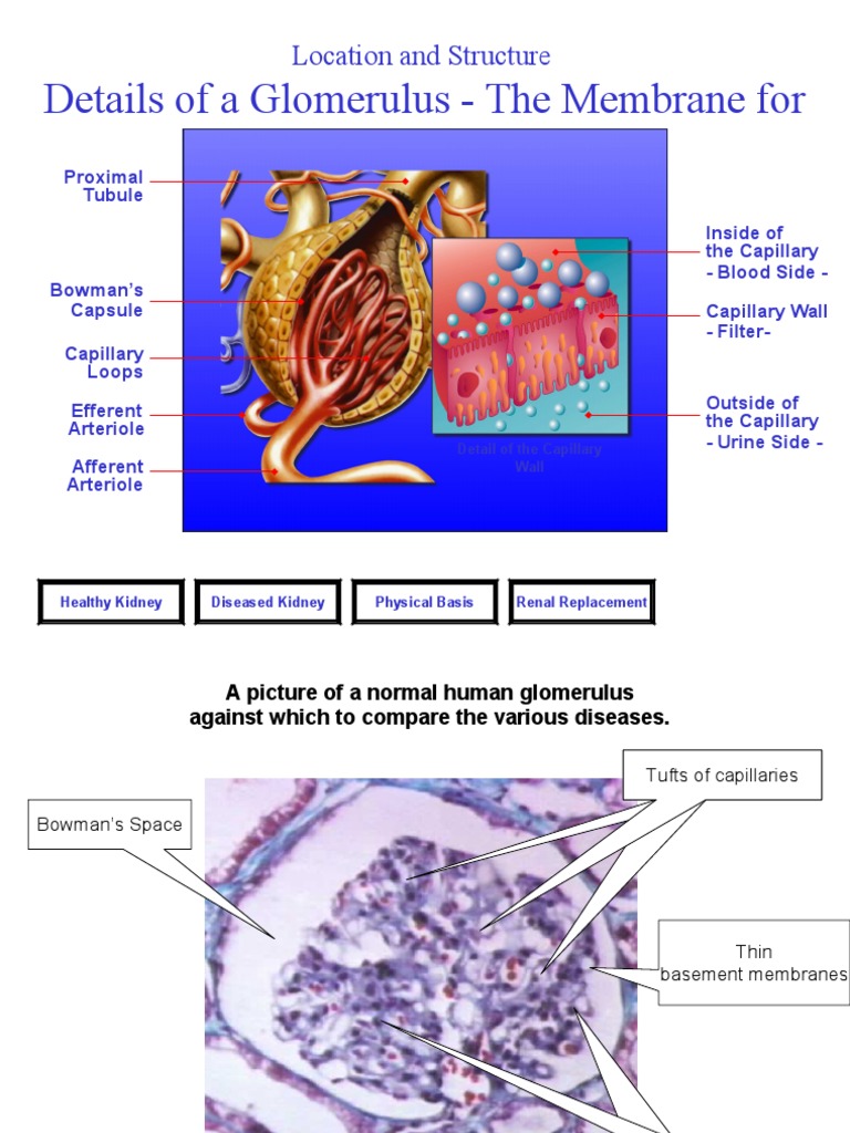 F Kuliah-Nephritic Syndrome-FK UiSU | PDF | Nephrology | Health Sciences
