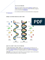 Que Es El Adn y Cual Es Su Funcion