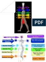 Chakras, Glándulas y Organos