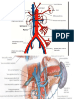 Vascualarizacion e Irrigacion Del Abdomen