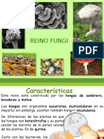 Reino Fungi