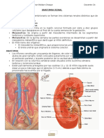 Anatomía y fisiología renal