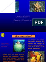 B1. Phylum Porifera PDF