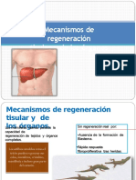 mecanismosderegeneracintisularydelosrganos-130318144905-phpapp02+(1).pptx