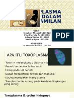 MT Toxoplasma