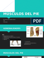 Musculos Del Pie