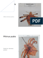 Kutu & Nyamuk, Praktikum Parasitologi