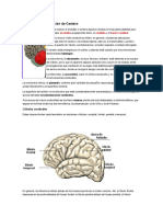 Anatomía y Composición de Cerebro