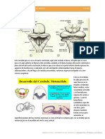 Desarrollo Encefalo 