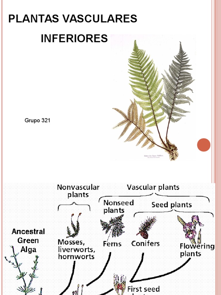 Qual A Diferença Entre Plantas Vasculares E Avasculares
