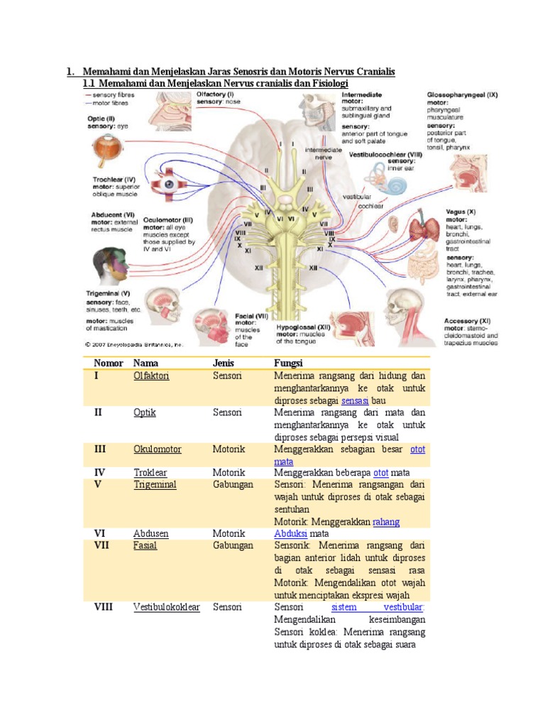Jaras Sensorik dan Motorik Nervus Cranialis | PDF